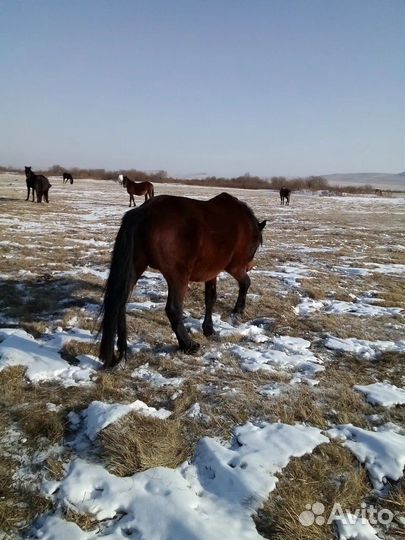 Лошадь жеребец