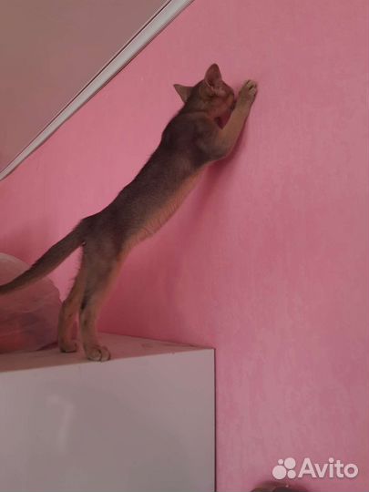 Абисинские котята