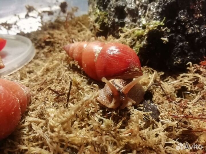 Лимиколярии оранж