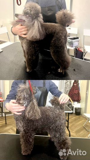 Груминг собак