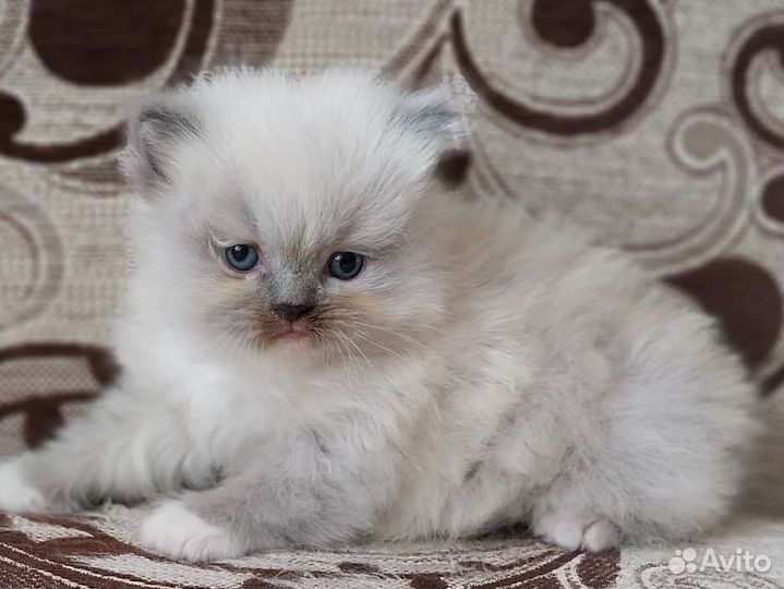 Кошечка 1.5месяца