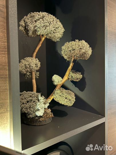Дерево бонсай