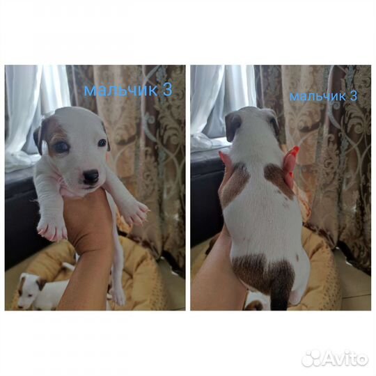 Джек Рассел терьер