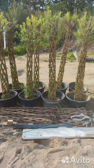 Ива декоративная