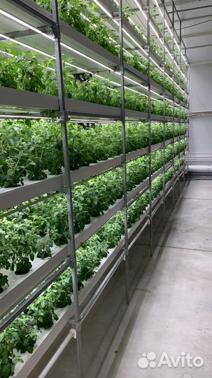 Салат Айсберг Свежая Зелень