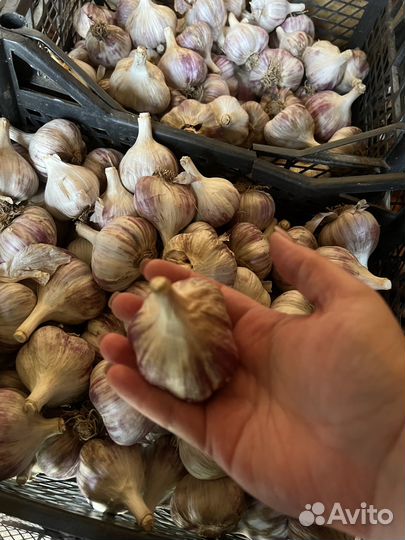 Сортовой чеснок «Любаша»