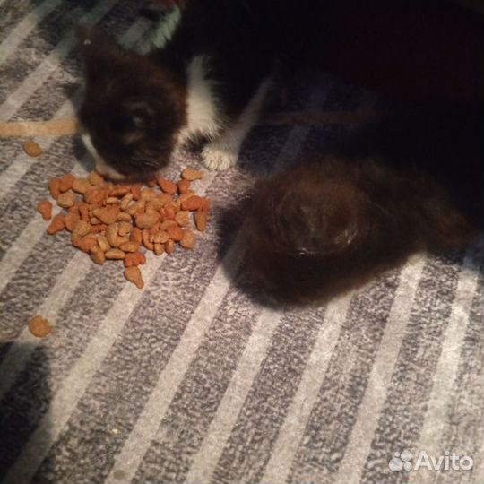 Милые котята