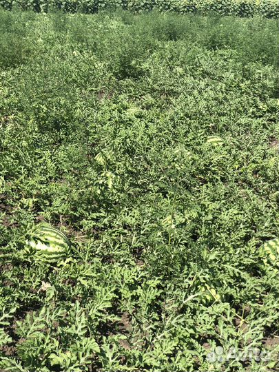 Арбуз оптом