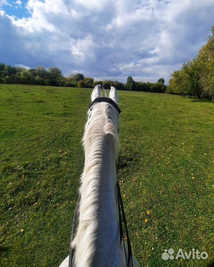 Конный спорт занятия