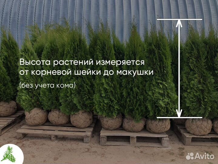 Туя Смарагд, Колумна, Брабант опт