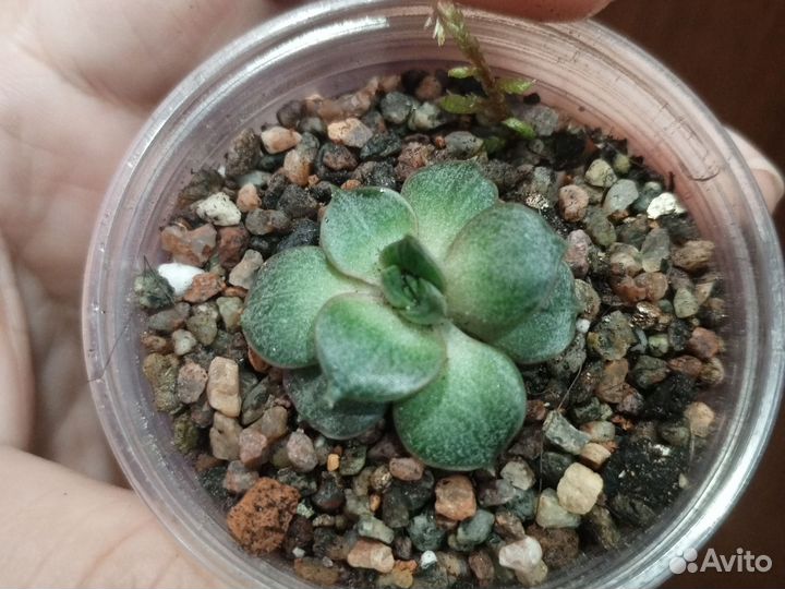 Суккуленты