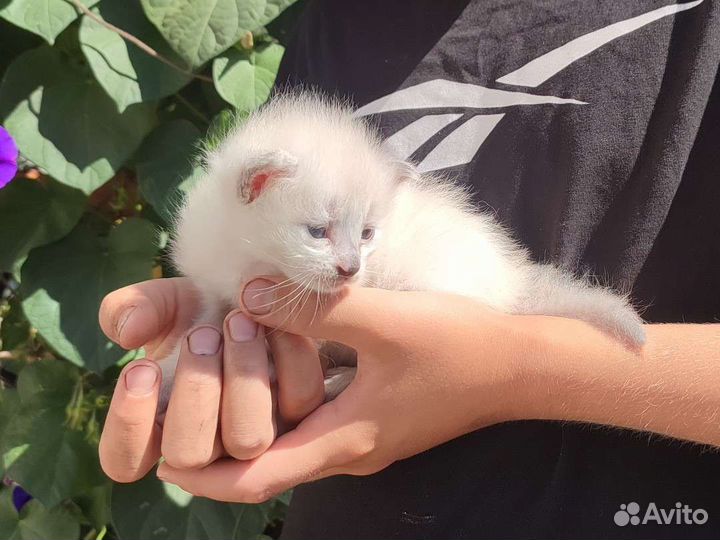 Котята, кошки, коты