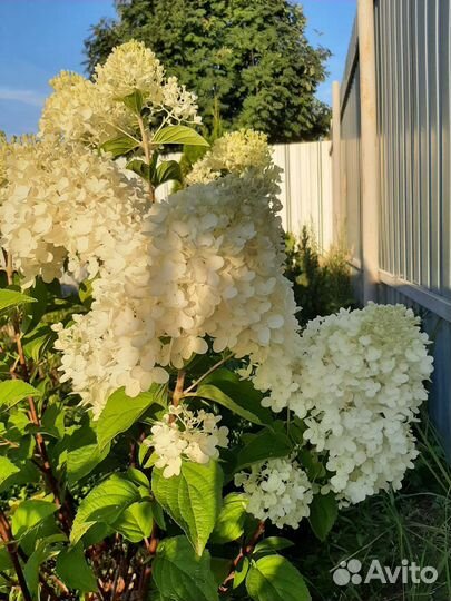 Гортензия с доставкой