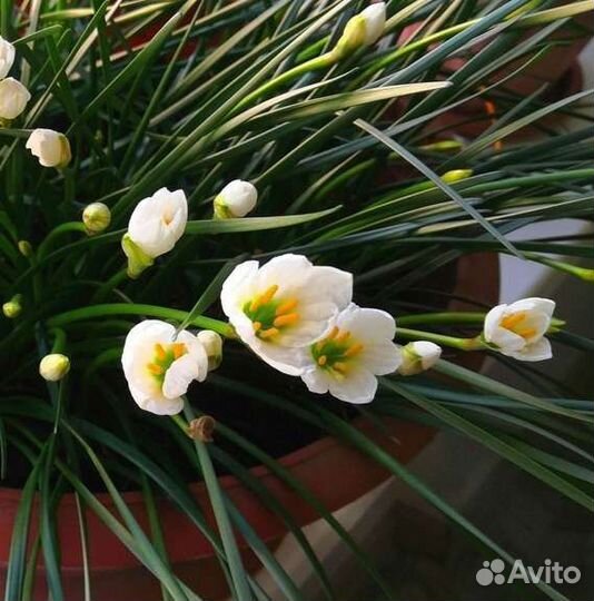 Зефирантес белый (выскочка)