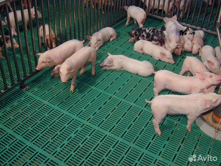 Вахта (уход за животными) с проживанием и питанием