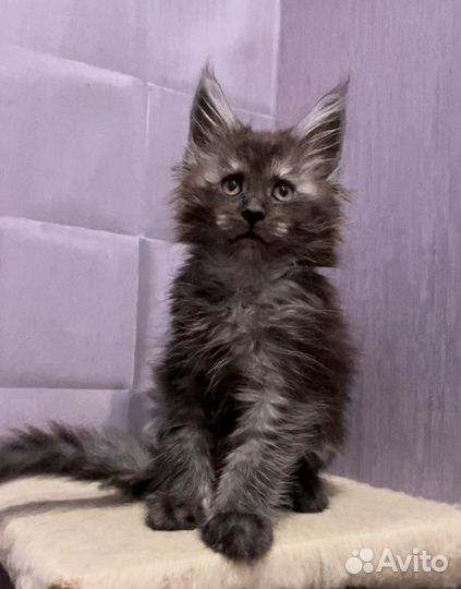 Мейн-кун большой выбор котят