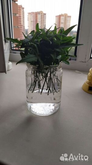 Жасмин комнатный душистый