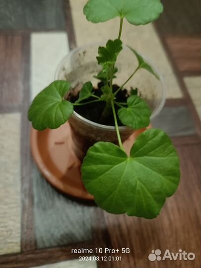 Герань пеларгония карликовая