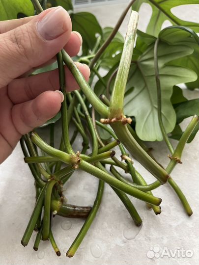 Филодендрон майо