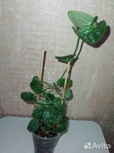 Монстеры разные от 11.08.23г