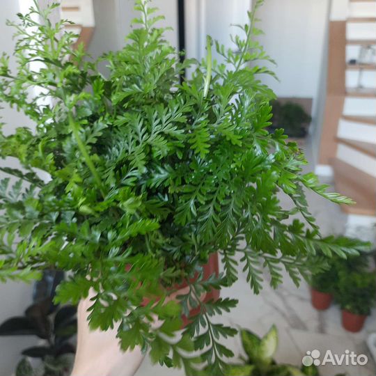 Папоротник комнатный Асплениум Парвати