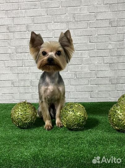 Стрижка собак и кошек