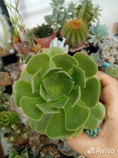 Эониум, аихризон суккуленты