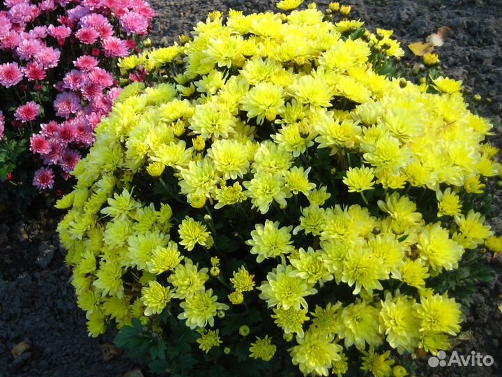 Хризантема мультифлора и корейская