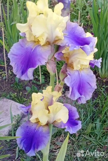 Цветы ирисы и другие многолетники для сада