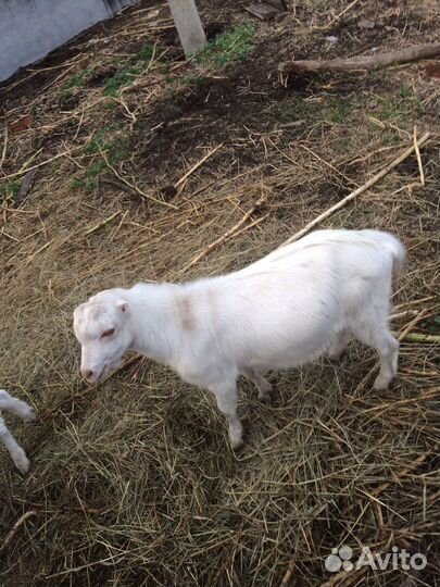 Козлики ламанча