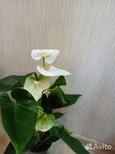 Антуриум мужское счастье