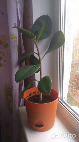 Фикус с горшком
