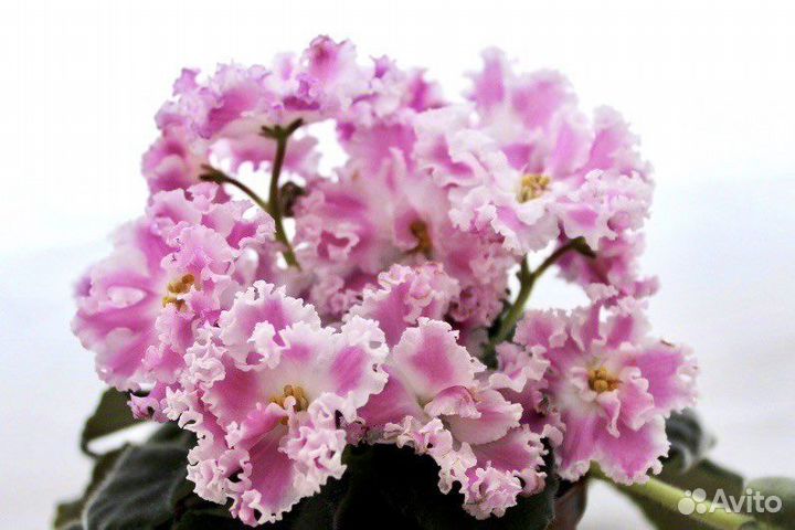 Красивые фиалки