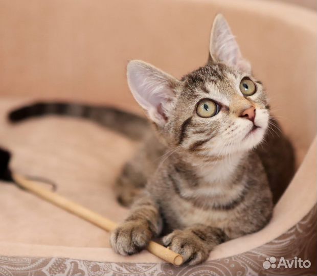 Малышка Тоня в добрые руки