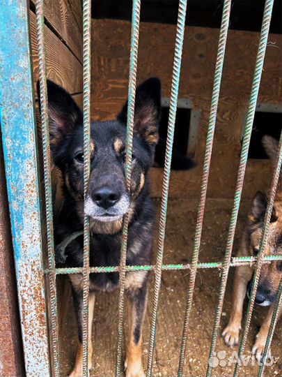 Собака из приюта ищет дом