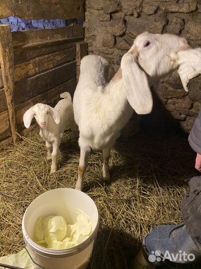 Козы козлята