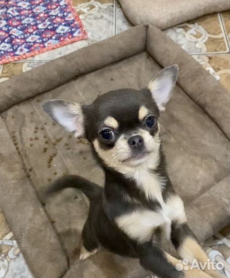 Девочка Шанти