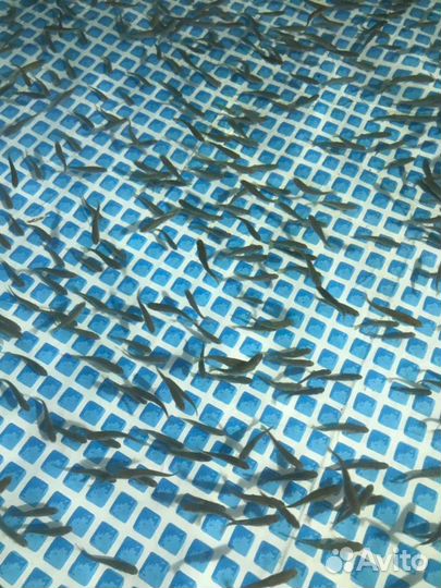 Малек форели