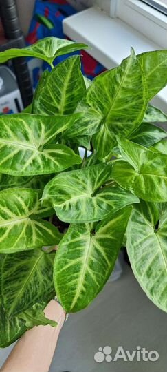 Сингониумы сортовые Часть 1