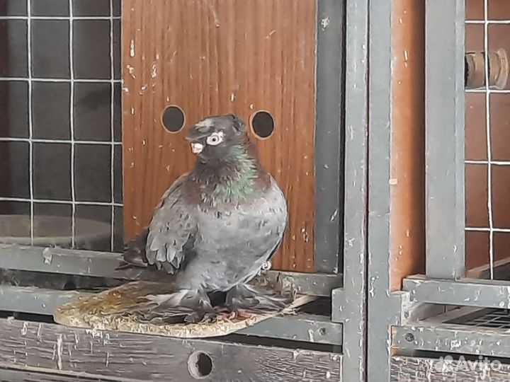 Голуби узбекские