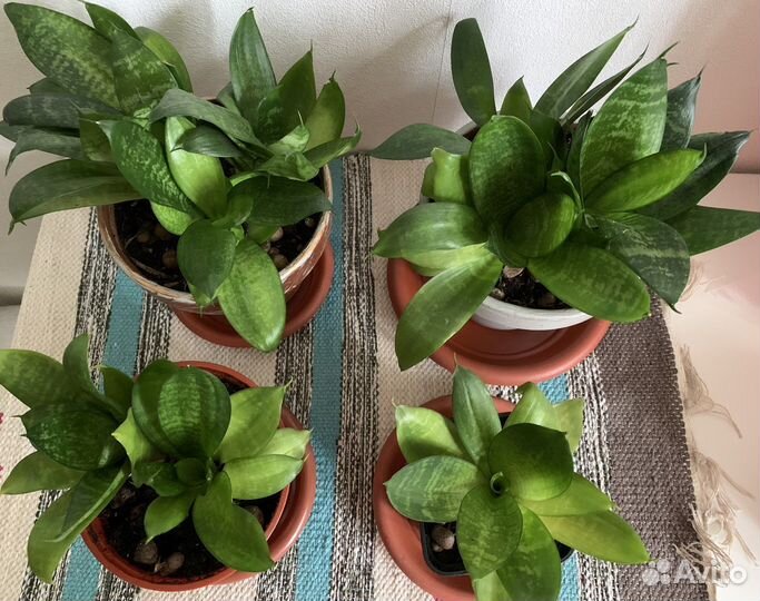 Сансевиерия