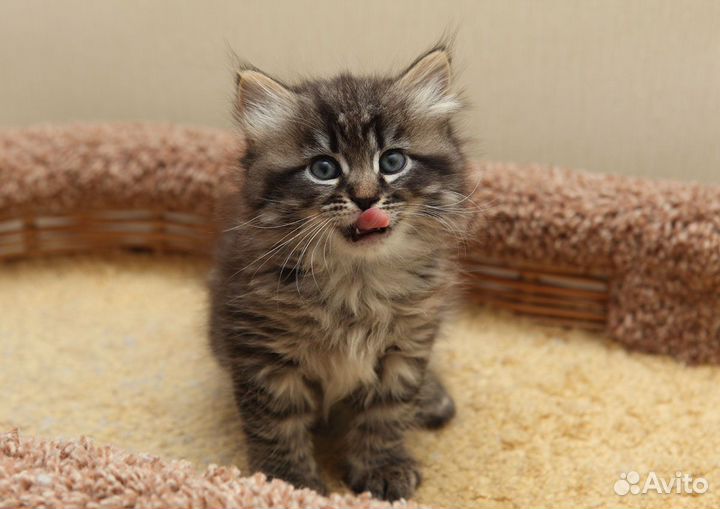 Сибирская девочка ждет родителей