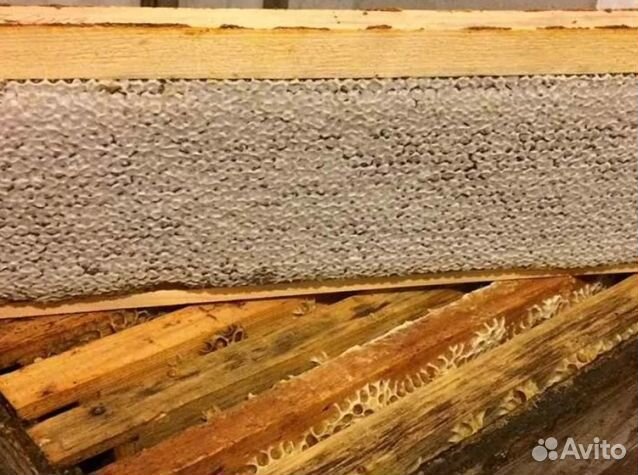 Мёд 24 года Алтайский оптом