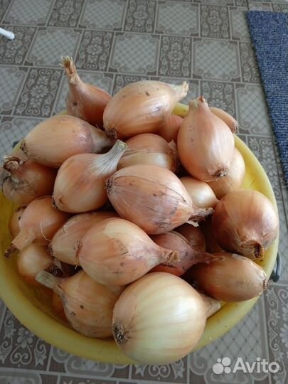 Лук-репка