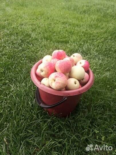 Яблоки, груши, ранетки домашние