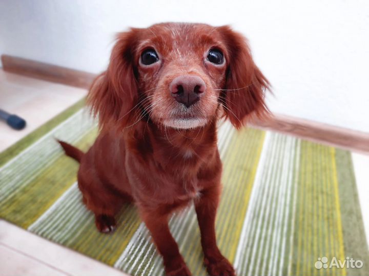 Петербургская орхидея короткошерстная