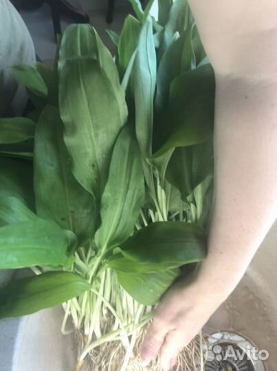 Черемша на рассаду