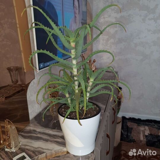 Домашние растения