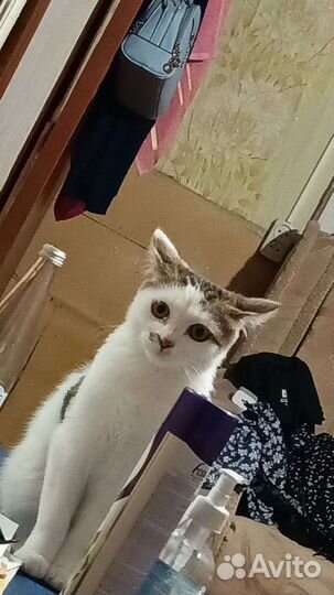 Красивая кошка