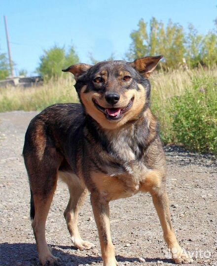 Собака Мэрри